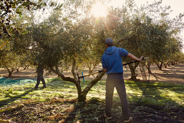 Worke harvesting olives