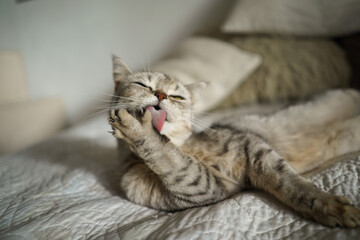 Portrait of a beautiful cat. Cute Cat Portrait. Happy Pet. Gray Scottish Straight cat sleeping.Home scene