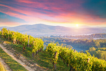 Bolgheri and Castagneto vineyards sunrise backlight in the morning. Maremma Tuscany, Italy, Europe. High quality photo - obrazy, fototapety, plakaty