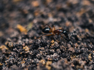 Ant on the ground