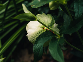Flower in the garden