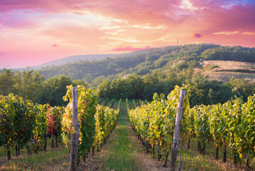 Bolgheri and Castagneto vineyards sunrise backlight in the morning. Maremma Tuscany, Italy, Europe. High quality photo - obrazy, fototapety, plakaty