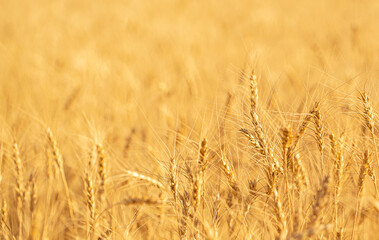 Fototapeta premium Wheat field on a sunny day. Grain farming, ears of wheat close-up. Agriculture, growing food products.