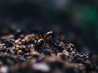 ant on the ground
