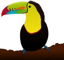 Keel-billed Toucan, Sulfur-breasted toucan, Keel toucan, Rainbow-billed toucan isolated vector