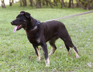 black dog full body photo on green grass background