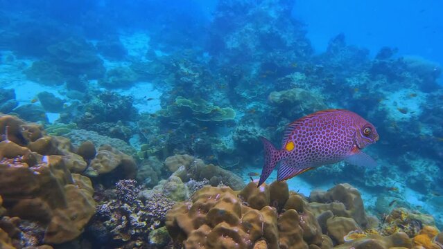 Snorkling snorkel in Phi Phi Island Corel reef teaming with reef fish of various colours. Phuket Thailand teaming with reef fish of various colours. vibrant and colourful Corel reef