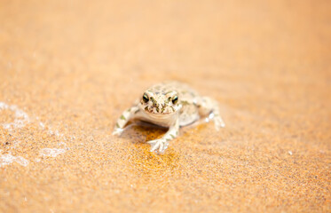 The frog sits on the sand on the shore of the lake. Beautiful wildlife landscape with place for text. The concept of protecting wildlife and ecology.