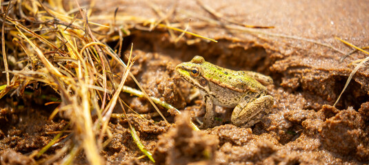 The frog sits on algae in the pond. Beautiful wildlife landscape with place for text. The concept of protecting wildlife and ecology.