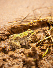 The frog sits on the sand on the shore of the lake. Beautiful wildlife landscape with place for text. The concept of protecting wildlife and ecology.