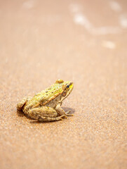 The frog sits on the sand on the shore of the lake. Beautiful wildlife landscape with place for text. The concept of protecting wildlife and ecology.