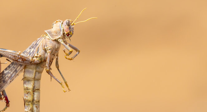 Locust close-up. Caught insect in the human hand. Invasion of locusts on agricultural fields. Exotic food in Asia.