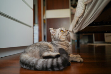 Portrait of a beautiful cat. Cute Cat Portrait. Happy Pet. Gray Scottish Straight cat sleeping.Home scene