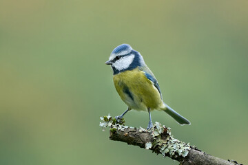 Obraz premium Blaumeise im Herbst