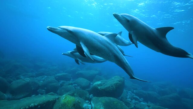 ミナミハンドウイルカ47_御蔵島_2022.12.12-13_8頭の群れが近づいてきて遠ざかる