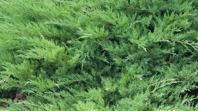 Cypress genus Juniper medium Gold Kissen in the yard pathway. Landscaping, path design. Decorative conifer Evergreen Juniperus squamata Green Carpet. Ornamental dwarf blue silver plant. Stone garden	
