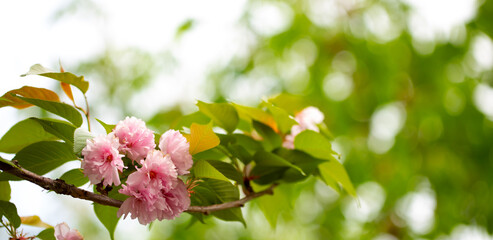 Sakura. Cherry blossom, branches with flowers sway in the wind. Pink flowers of the sakura tree. Spring landscape with flowering trees. Beautiful nature on a sunny day.