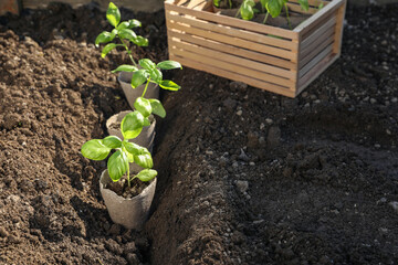 Beautiful seedlings in peat pots on soil outdoors