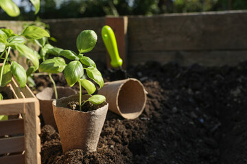 Beautiful seedlings in peat pots on soil outdoors. Space for text