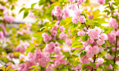 Sakura. Cherry blossom, branches with flowers sway in the wind. Pink flowers of the sakura tree. Spring landscape with flowering trees. Beautiful nature on a sunny day.