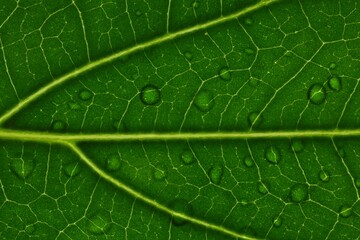 Macro photo of green leaf with water drops as background, top view