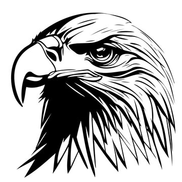 Hand drawn eagle head sketch in black and white vector. Drawing of bald eagle head