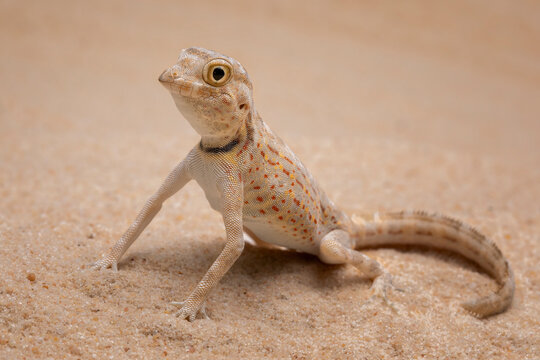 Pristurus carteri, commonly known as Scorpion-tailed Gecko, or Carter’s Rock Gecko is a species of gecko in the family Sphaerodactylidae.