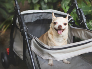 brown short hair chihuahua sitting in pet stroller in the garden. Smiling happily.