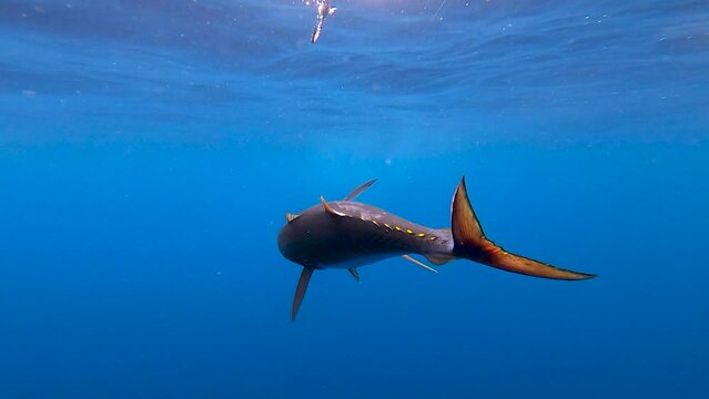 cinematic underwater view of a tuna getting gaffed in slow motion