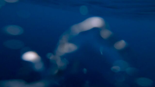 underwater view of a yellowfin tuna up close in slow motion getting gaffed