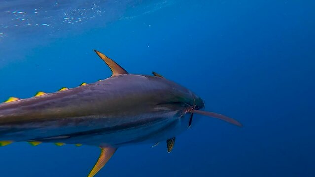 underwater view of a tuna swimming