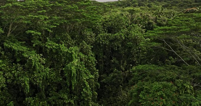 Hana Maui Hawaii Aerial v4 low birds eye view drone flyover hillside jungle along Alalele Pl capturing unspoiled dense forests, trees with lush green foliages - Shot with Mavic 3 Cine - December 2022
