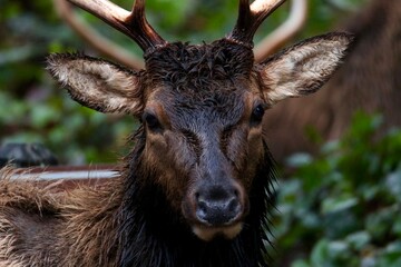 Black tailed deer in rain