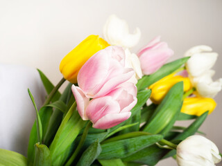 Beautiful multi-colored tulips in the foreground on a white background..