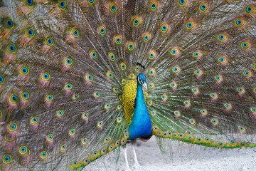 The peacock, renowned for its resplendent plumage and graceful demeanor, epitomizes nature's beauty...
