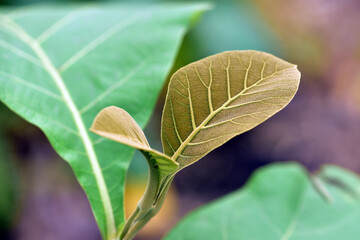 The young purple teak leaves are blooming. concept of growing green leafy plants such as teak