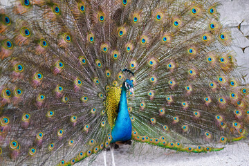The peacock, renowned for its resplendent plumage and graceful demeanor, epitomizes nature's beauty...