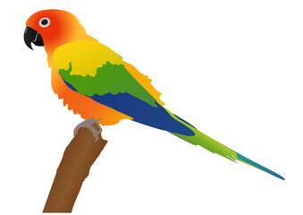rainbow  colored sun conure parrot isolated on white