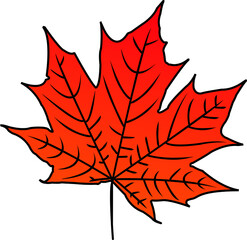 red maple leaf vector