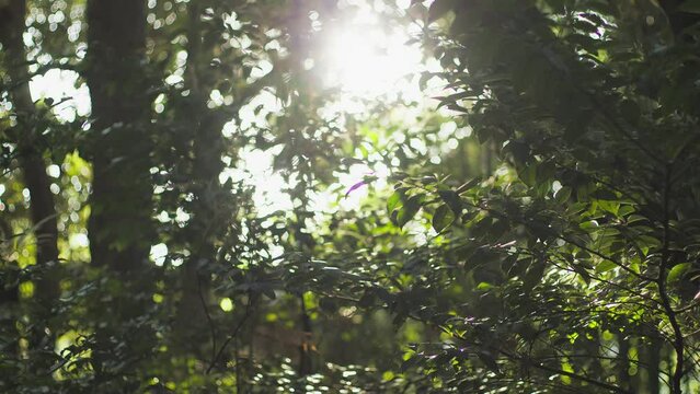森と光Sunlight shining through green forest trees in Japan nature