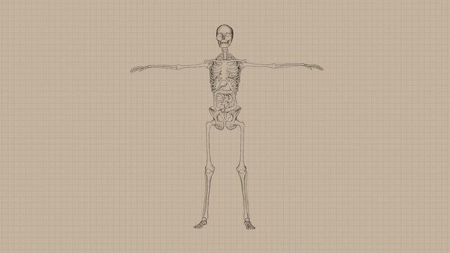 Human Anatomy with Skeleton and Organs Concept Sketch Animation. Pencil Drawing Style. Seamless Loop