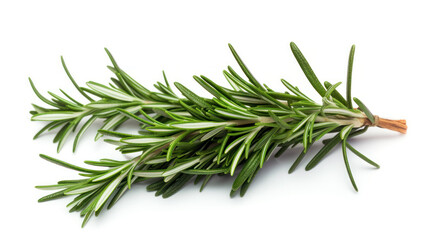 Fototapeta premium twig of rosemary on white background
