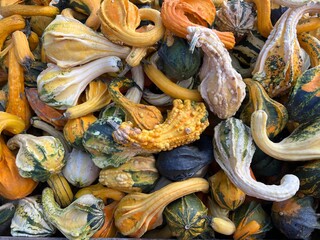 Beautiful decorative colorful pumpkins of different shapes and sizes at the pumpkin festival, pumpkin background