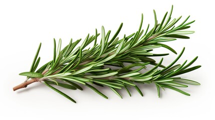 Fototapeta premium Fragrant rosemary leaves are celebrated for their piney and earthy aroma. Culinary celebration, flavor elevation, aromatic depth, versatile herb. Generated by AI.