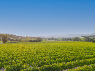 Fototapeta na wymiar vignes sous un ciel bleu dans le sud de la France