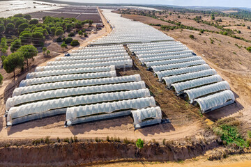 Intensive cultivation field with plastic-covered crops full of greenhouses cultivation for strawberries, strawberries from Palos and red fruits - obrazy, fototapety, plakaty