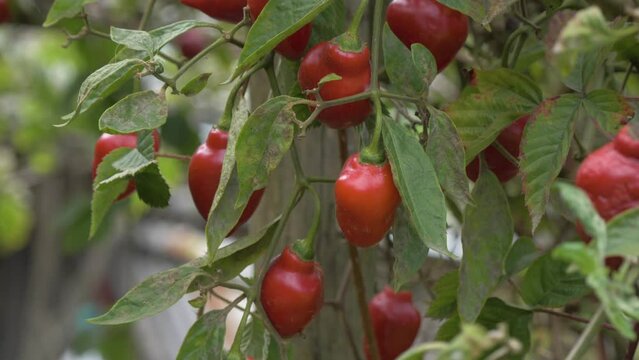 Gentle vertical camera movement showcases the exquisite rocoto pepper plant, native to Ecuador, revealing its unique details and natural beauty
