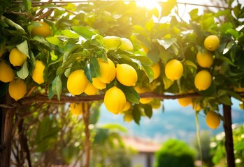 Lemons growing in a sunny garden on Amalfi coast in Italy.