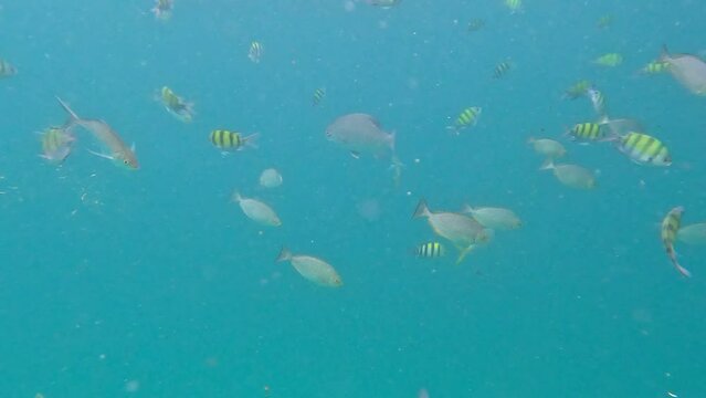 Snorkling snorkel in Phi Phi Island Corel reef teaming with reef fish of various colours. Phuket Thailand teaming with reef fish of various colours. vibrant and colourful Corel reef