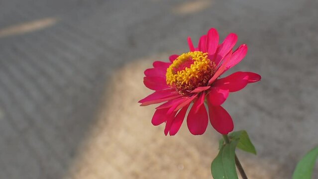 Red zinnia flower at  the garden in the morning